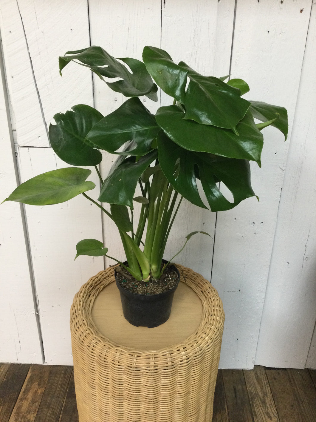 6 inch Monstera Split Leaf Plant