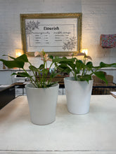 Load image into Gallery viewer, White Ceramic Pots