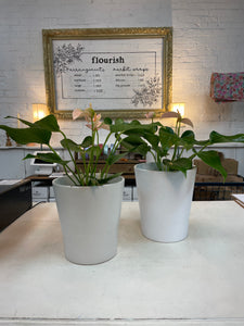 White Ceramic Pots