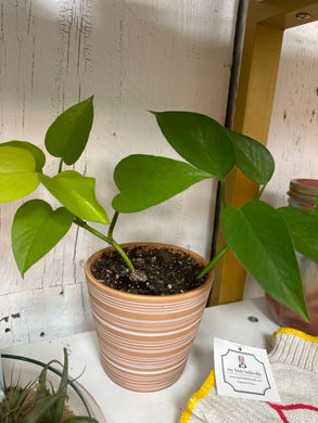 Small Pothos Plant w/ Container