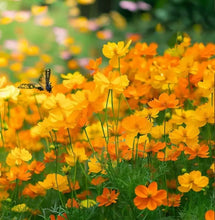 Load image into Gallery viewer, Cosmos Flower Garden Pollinator Seeds for Easter Baskets