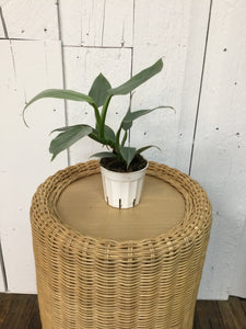 4 inch Philodendron Grey Plant
