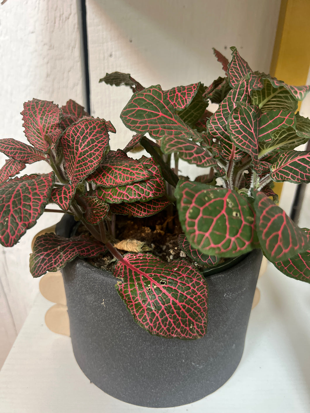 Red Fittonia Plant