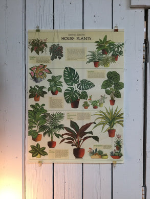 House Plant Poster