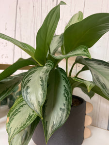 Chinese Evergreen Plant