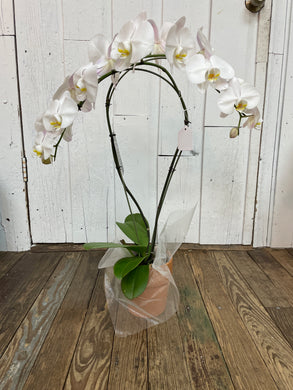 Phalaenopsis Orchid