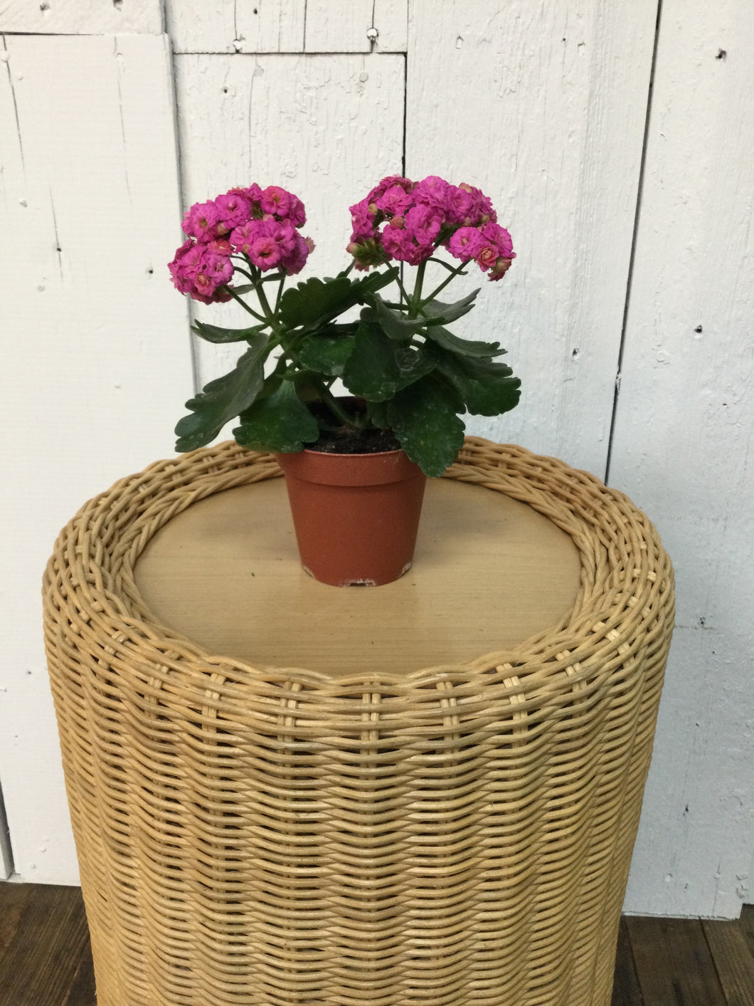 4 inch Kalanchoe Plant
