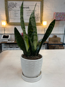 Small white pot