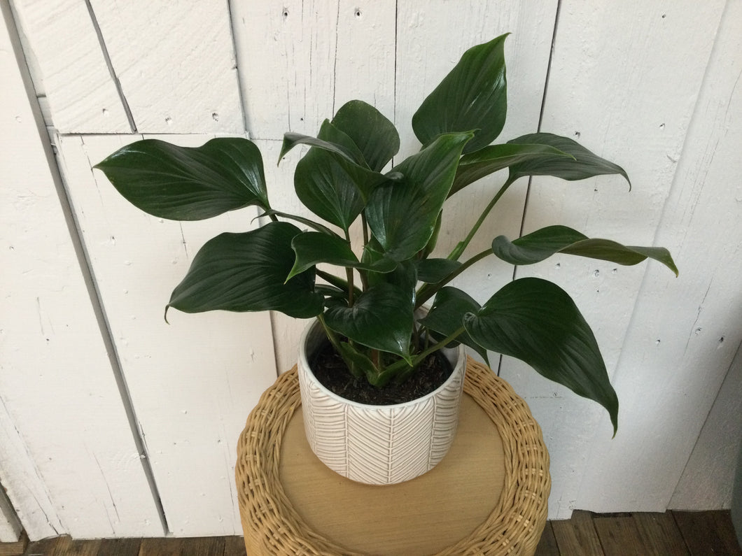 6 in Homalomena