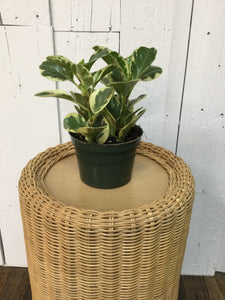 6 inch Peperomia Plant