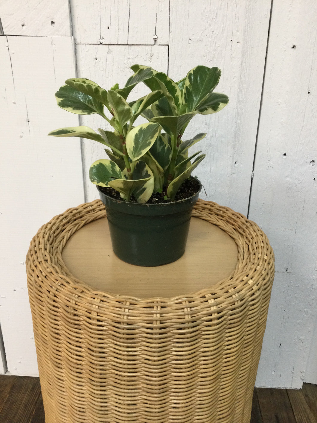6 inch Peperomia Plant