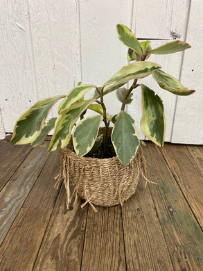 Peperomia Ginny- small rubber plant