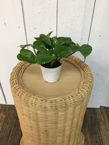 4 inch Foliage Plant