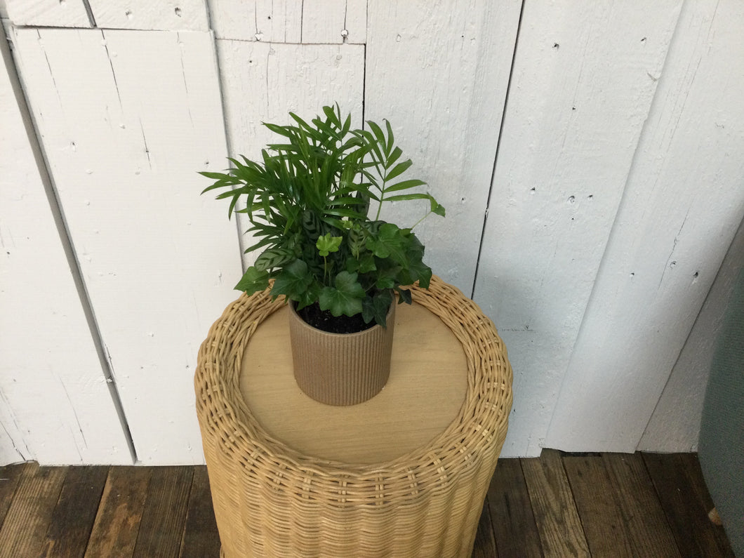 4in Mixed Green Plant