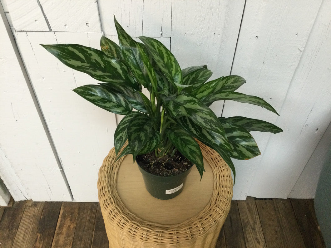 6in Aglaonema Plant