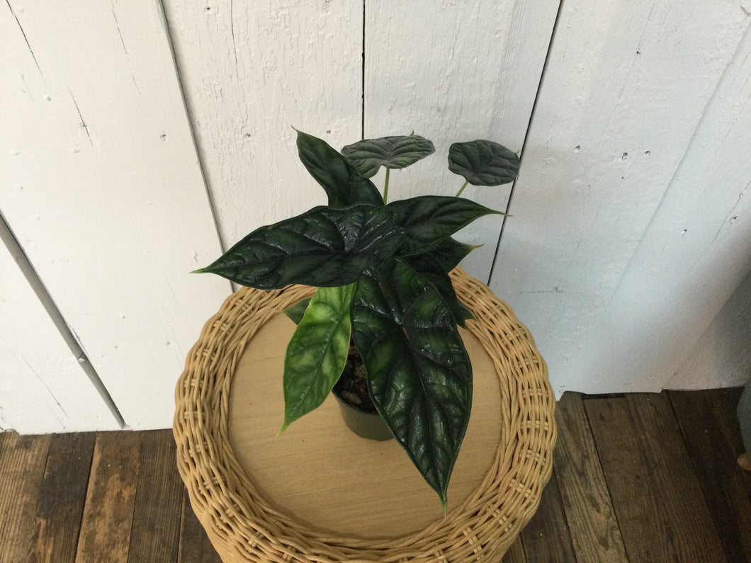 4 in Alocasia Plant
