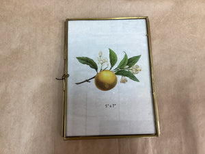 Brass & Glass Frame 5” x  7”