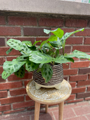 Prayer Plant