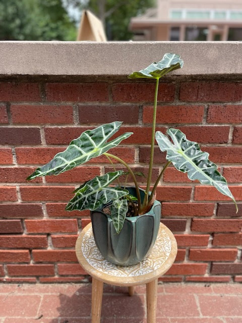 Alocasia Plant + Ceramic Planter