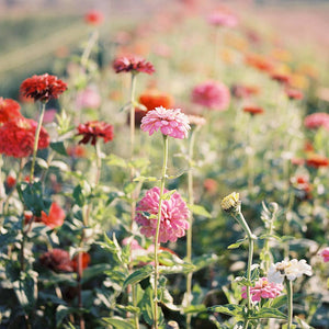 Easter Basket Zinnia Pom Pom Garden Flower Seeds